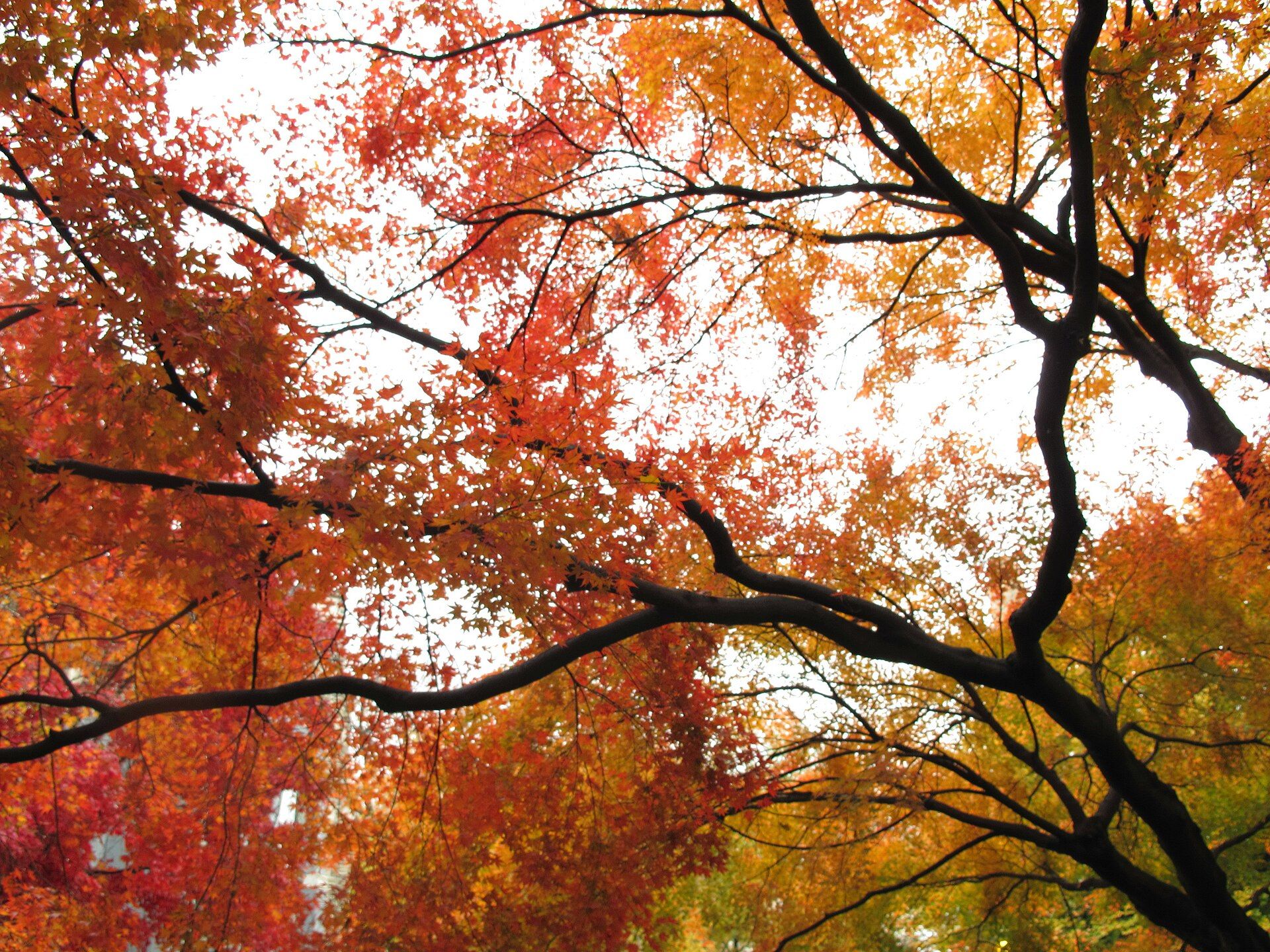 Red and orange maple leaves on dark branches against a pale autumn sky, for a reading guide to Richard Joseph Spinelli