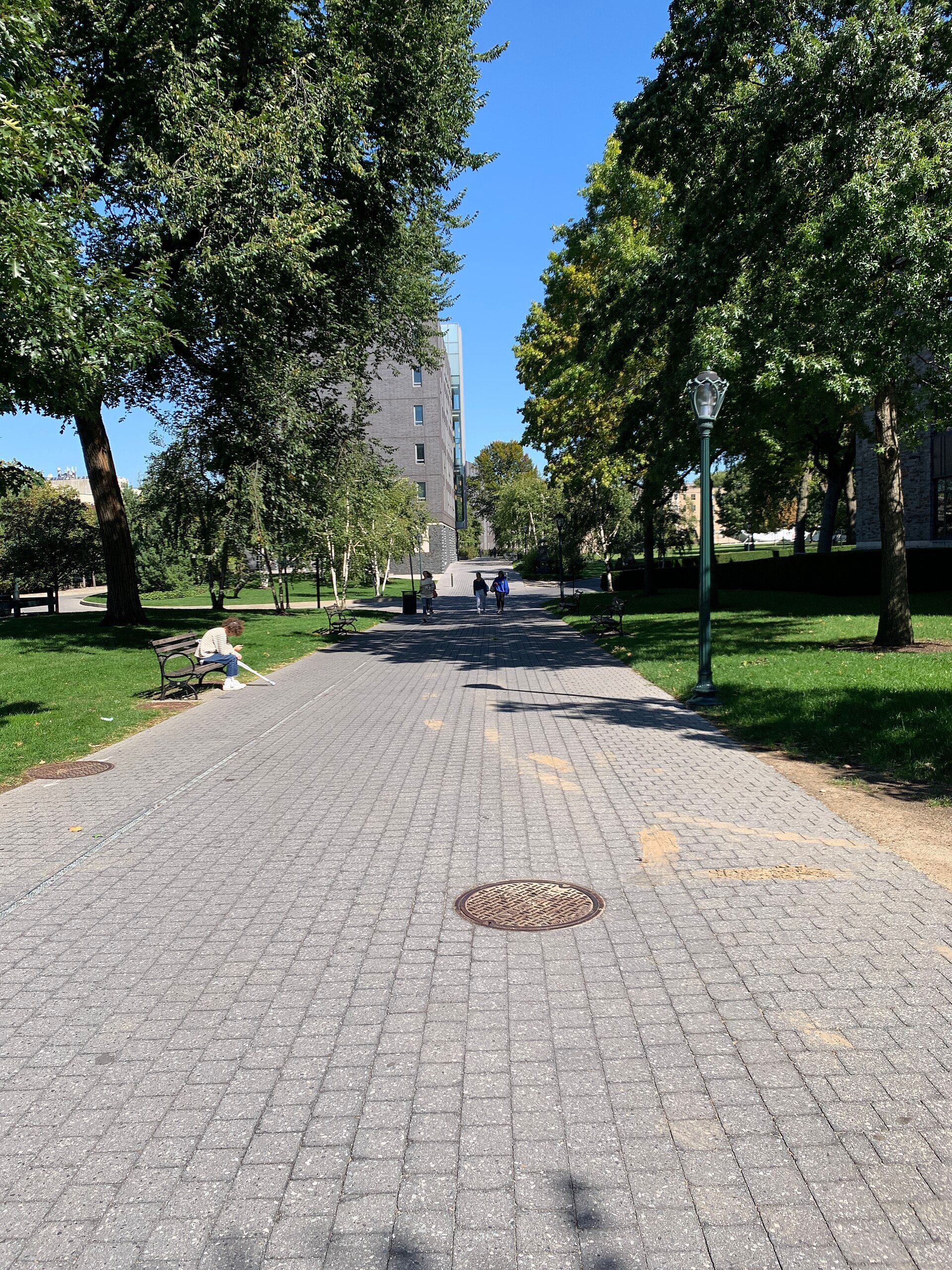 A wide paved walkway lined with shade trees and lamp posts leading across a college campus on a sunny day, for a series by Richard Joseph Spinelli